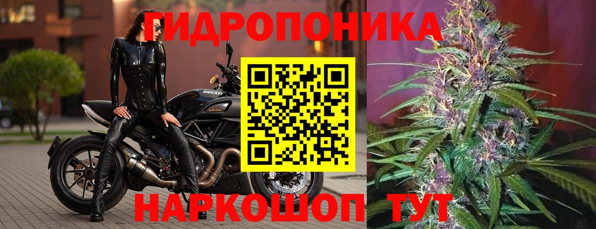 Котлас  Каннабис конопля  Шишки марихуана конопля  Бошки марихуана тримм  Канабис Bruce Banner  Вход с VPN 